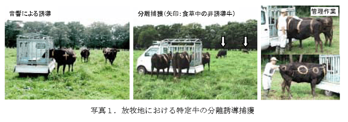 写真1.放牧地における特定牛の分離誘導捕獲