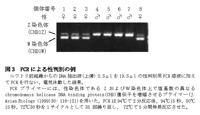 図3 PCRによる性判別の例