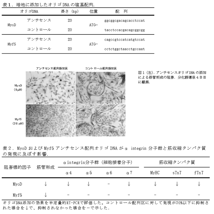 表1.培地に添加したオリゴDNAの塩基配列. 図1(左).アンチセンスオリゴDNAの添加による筋管形成の阻害.分化誘導後4日目に観察 表2.MyoDおよびMyf5アンチセンス配列オリゴDNAがα integrin分子群と筋収縮タンパク質の発現に及ぼす影響