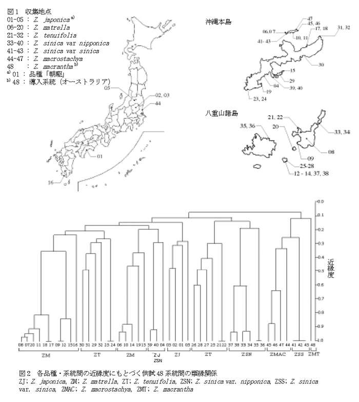 図1  収集地点 図2  各品種・系統間の近縁度にもとづく供試48系統間の類縁関係