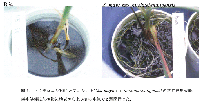 図1. トウモロコシ’B64’とテオシント”Zea mays ssp. huehuetenangensis”の不定根形成能