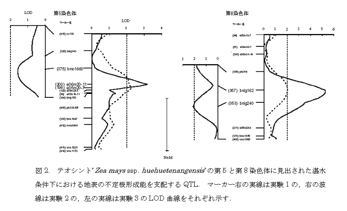 図2. テオシント”Zea mays ssp. huehuetenangensis”の第5と第8染色体に見出された湛水
条件下における地表の不定根形成能を支配するQTL.