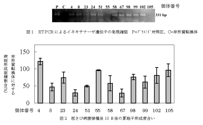 図1 RT-PCRによるイネキチナーゼ遺伝子の発現確認 P=プラスミド対照区、C=非形質転換体 図2 冠さび病菌接種後10日後の夏胞子形成度合い