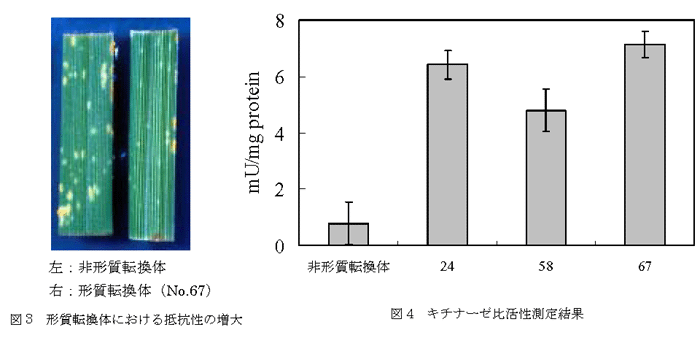 図3 形質転換体における抵抗性の増大 図4 キチナーゼ比活性測定結果