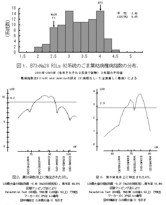 図1.B73xNa28 RILs 92系統のごま葉枯病罹病指数の分布. 図2。第10染色体上に検出されたQTL 図3。第6染色体上に検出されたQTL 