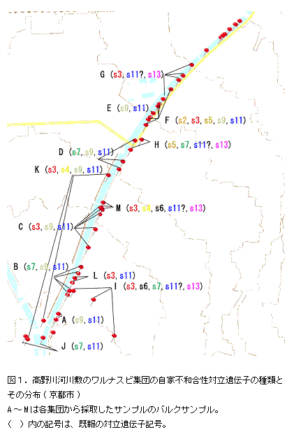 図1.高野川河川敷のワルナスビ集団の自家不和合性対立遺伝子の種類とその分布(京都市)