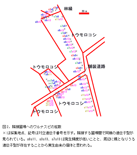 図2.隣接圃場へのワルナスビの拡散