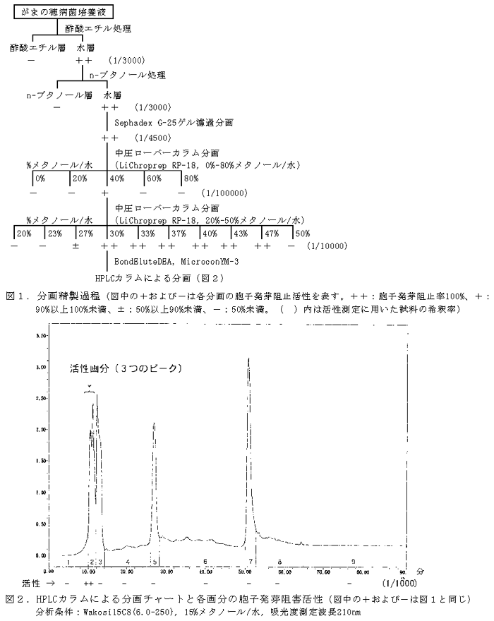 図1.分画精製過程 図2.HPLCカラムによる分画チャートと各画分の胞子発芽阻害活性