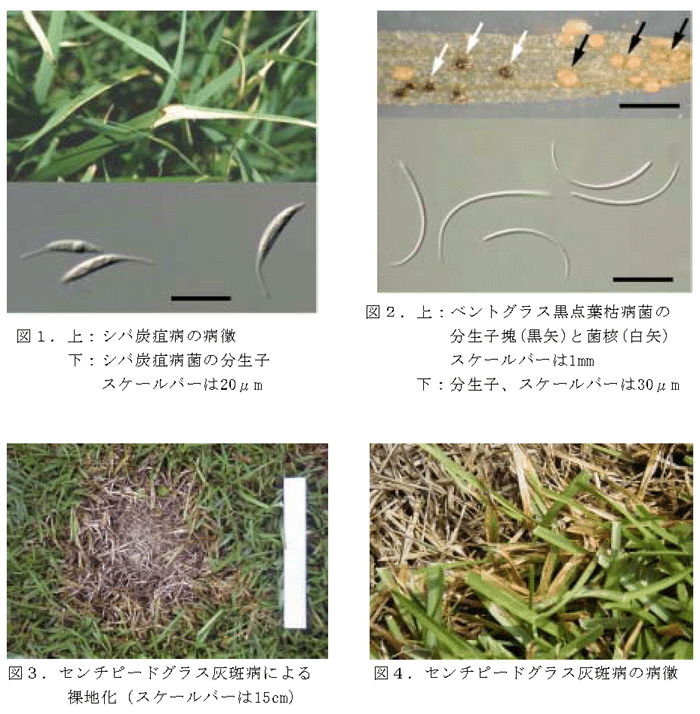 図1.上:シバ炭疽病の病徴下:シバ炭疽病菌の分生子スケールバーは20μm  図2.上:ベントグラス黒点葉枯病菌の分生子塊(黒矢)と菌核(白矢)スケールバーは1mm下:分生子、スケールバーは30μm 図3.センチピードグラス灰斑病による裸地化(スケールバーは15cm) 図4.センチピードグラス灰斑病の病徴