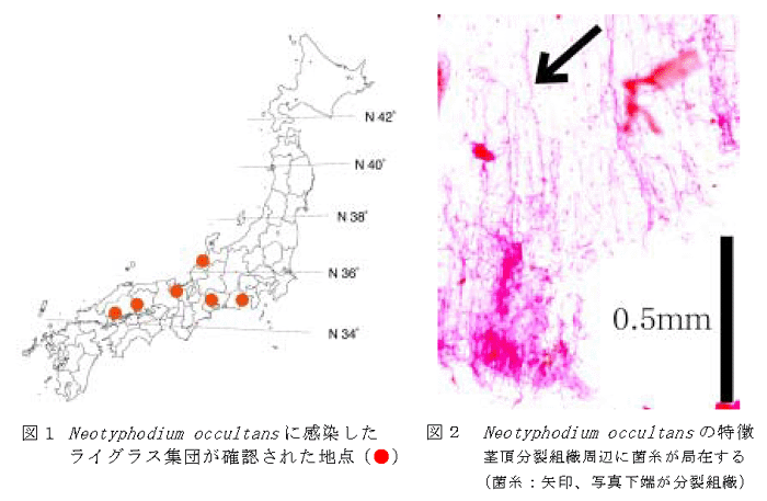 図1 Neotyphodium occultansに感染したライグラス集団が確認された地点(●) 図2 Neotyphodium occultansの特徴