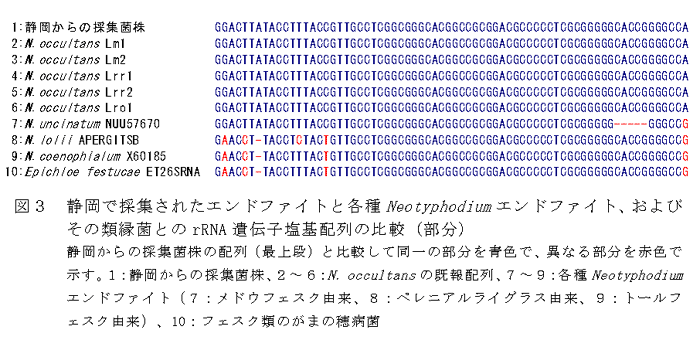 図3 静岡で採集されたエンドファイトと各種Neotyphodiumエンドファイト、およびその類縁菌とのrRNA遺伝子塩基配列の比較(部分)