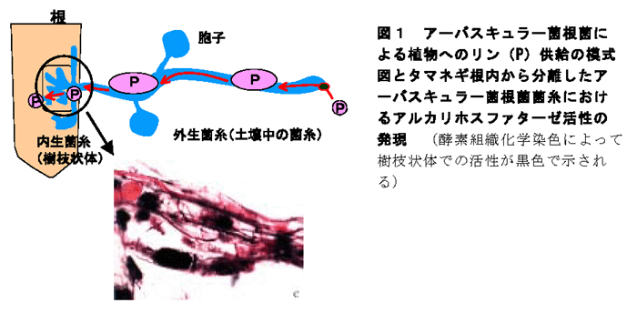 図1 アーバスキュラー菌根菌による植物へのリン(P)供給の模式図とタマネギ根内から分離したアーバスキュラー菌根菌菌糸におけるアルカリホスファターゼ活性の発現