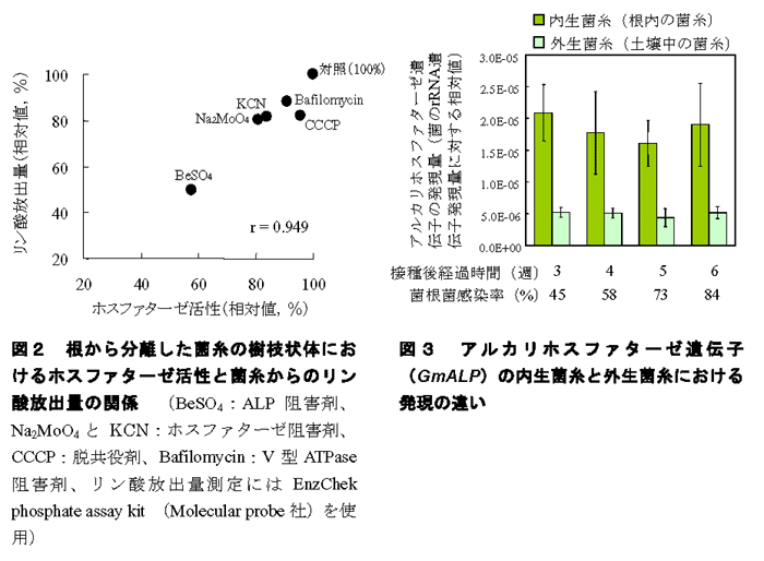 図2 根から分離した菌糸の樹枝状体におけるホスファターゼ活性と菌糸からのリン酸放出量の関係 図3 アルカリホスファターゼ遺伝子(GmALP)の内生菌糸と外生菌糸における発現の違い