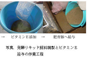 写真.発酵リキッド飼料調製とビタミンE 給与の作業工程