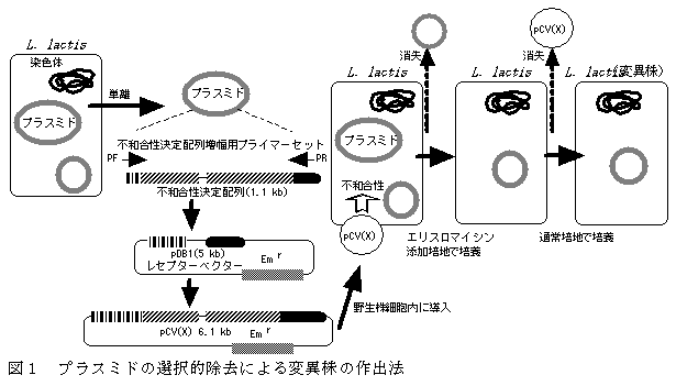 図1 プラスミドの選択的除去による変異株の作出法