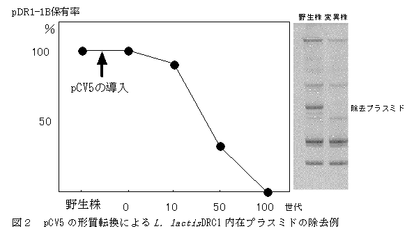 図2 pCV5 の形質転換によるL. lactisDRC1 内在プラスミドの除去例