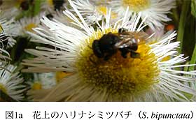 図1a 花上のハリナシミツバチ