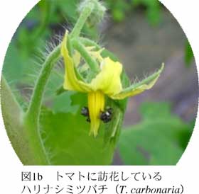 図1b トマトに訪花している ハリナシミツバチ