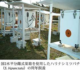 図2 水平分離式巣箱を使用したハリナシミツ バチ(S. bipunctata)の周年飼養
