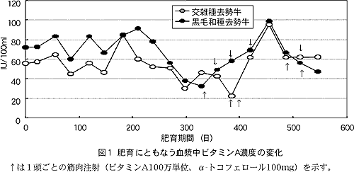 図1 肥育にともなう血漿中ビタミンA濃度の変化