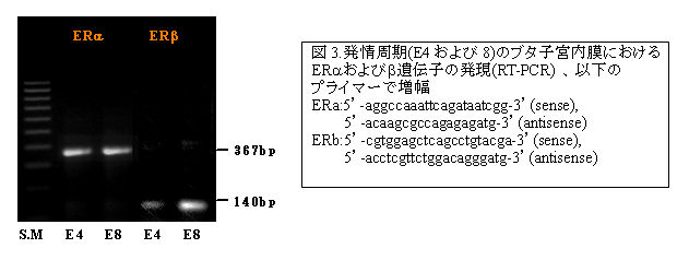 図3.発情周期(E4 および8)のブタ子宮内膜における ER および遺伝子の発現(RT-PCR) 、以下の プライマーで増幅