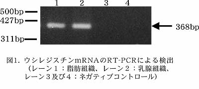 図1. ウシレジスチンmRNA のRT-PCR による検出
