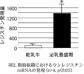 図2. 脂肪組織におけるウシレジスチン mRNA の発現