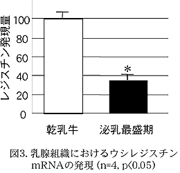 図3. 乳腺組織におけるウシレジスチン mRNA の発現