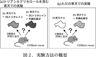 図2 . 実験方法の概要