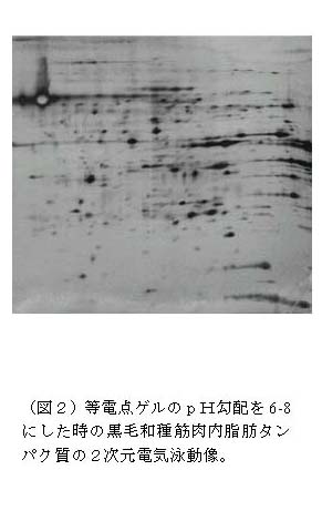 (図2)等電点ゲルのpH勾配を6-8 にした時の黒毛和種筋肉内脂肪タン パク質の2次元電気泳動像。