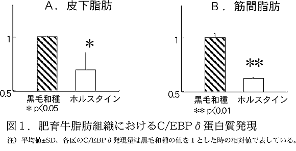 図1.肥育牛脂肪組織におけるC/EBPδ蛋白質発現