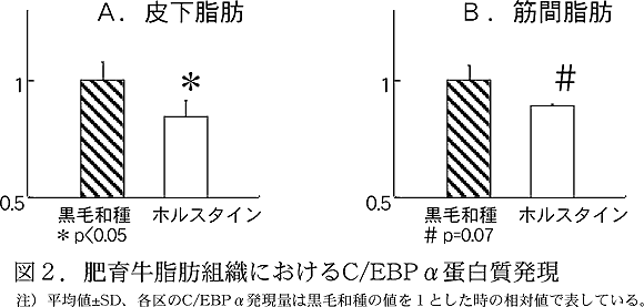 図2.肥育牛脂肪組織におけるC/EBPα蛋白質発現