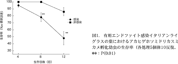 図1. 有用エンドファイト感染イタリアンライ グラスの葉におけるアカヒゲホソミドリカスミ カメ孵化幼虫の生存率