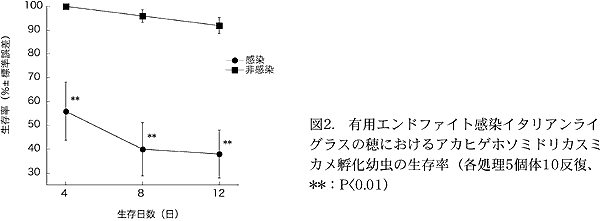 図2. 有用エンドファイト感染イタリアンライ グラスの穂におけるアカヒゲホソミドリカスミ カメ孵化幼虫の生存率