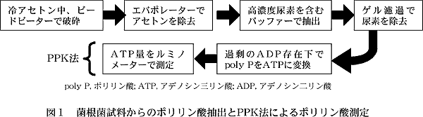 図1 菌根菌試料からのポリリン酸抽出とPPK 法によるポリリン酸測定