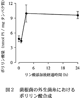 図2 菌根菌の外生菌糸における ポリリン酸合成