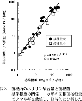 図3 菌根内のポリリン酸含量と菌根菌 感染根重の関係