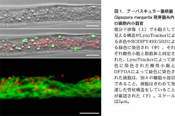 図1.アーバスキュラー菌根菌 Gigaspora margarita 発芽菌糸 内の細胞内小器官