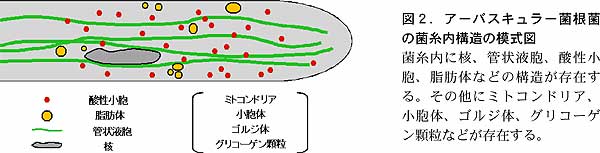 図2.アーバスキュラー菌根 菌の菌糸内構造の模式図