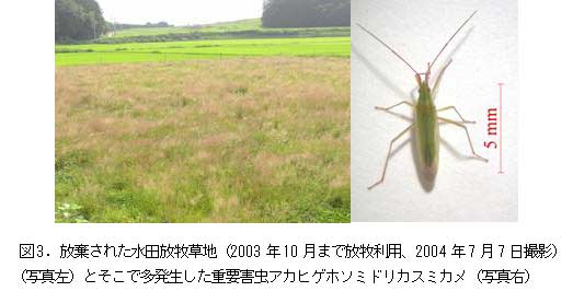 図3. 放棄された水田放牧草地