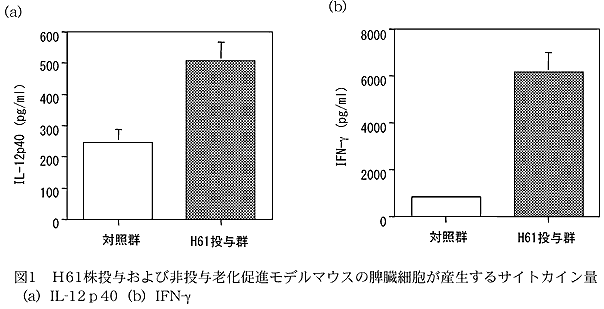 図1 H61株投与および非投与老化促進モデルマウスの脾臓細胞が産生するサイトカイン量