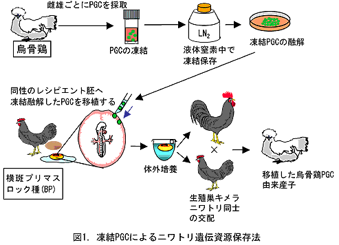 図1. 凍結PGCによるニワトリ遺伝資源保存法