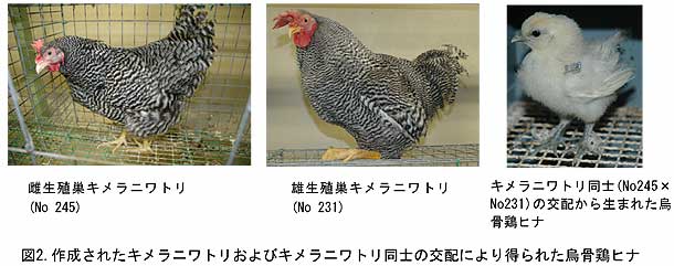 図2.作成されたキメラニワトリおよびキメラニワトリ同士の交配により得られた烏骨鶏ヒナ