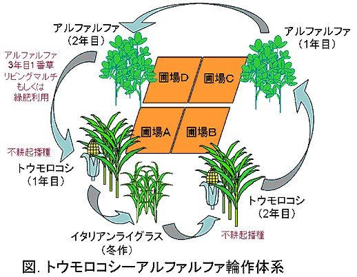 図 トウモロコシ-アルファルファ輪作体系