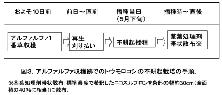 図3 アルファルファ収穫跡でのトウモロコシの不耕起栽培の開発