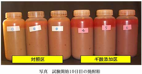 写真 試験開始10日目の焼酎粕