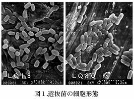 図1.選抜菌の細胞形態