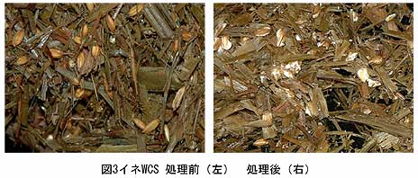 図3イネWCS 処理前(左) 処理後(右)