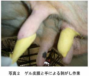 写真2 ゲル皮膜と手による剥がし作業