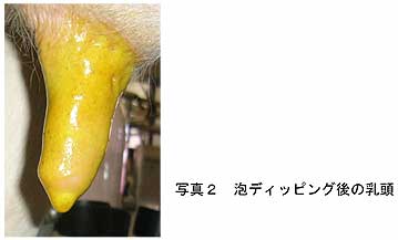 写真2 泡ディッピング後の乳頭